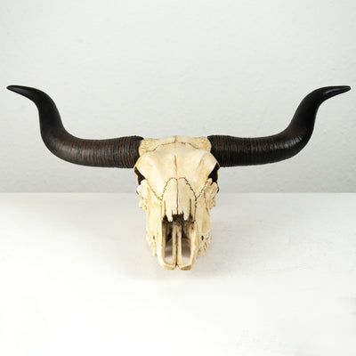 Sculpture Murale de Crane Longhorn (Statue en Resine)