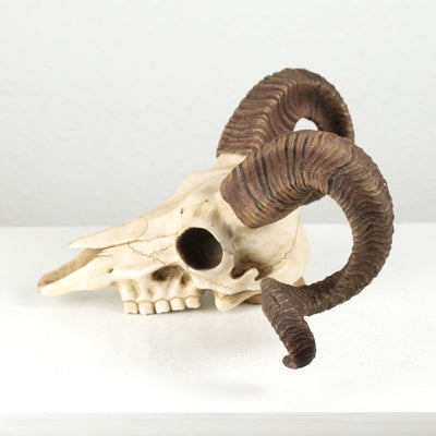Sculpture Murale de Crane de Belier Mouflon Corse (Statue en Resine)