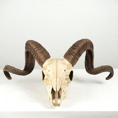 Sculpture Murale de Crane de Belier Mouflon Corse (Statue en Resine)