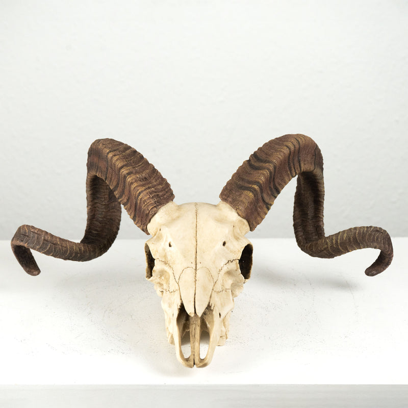 Sculpture Murale de Crane de Belier Mouflon Corse (Statue en Resine)