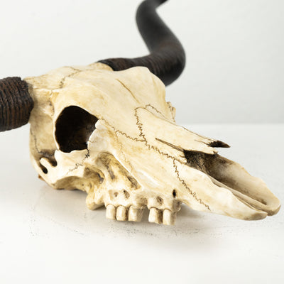 Sculpture Murale de Crane Longhorn (Statue en Resine)