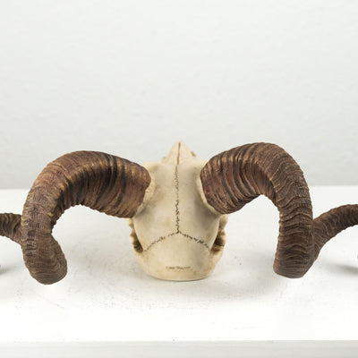 Sculpture Murale de Crane de Belier Mouflon Corse (Statue en Resine)