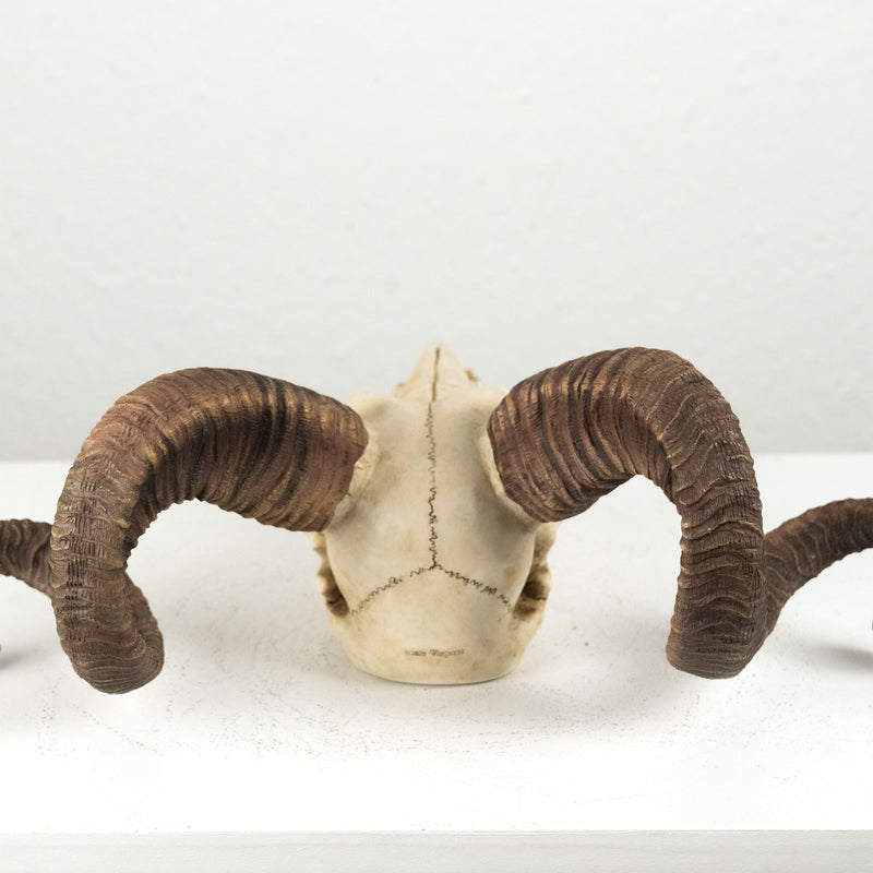 Sculpture Murale de Crane de Belier Mouflon Corse (Statue en Resine)