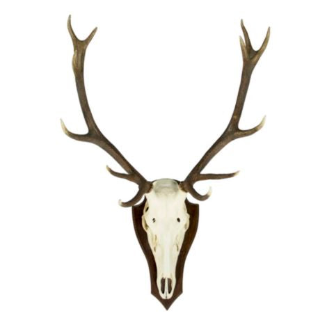 Trophée Mural Crâne de Cerf (Cervus Elaphus)